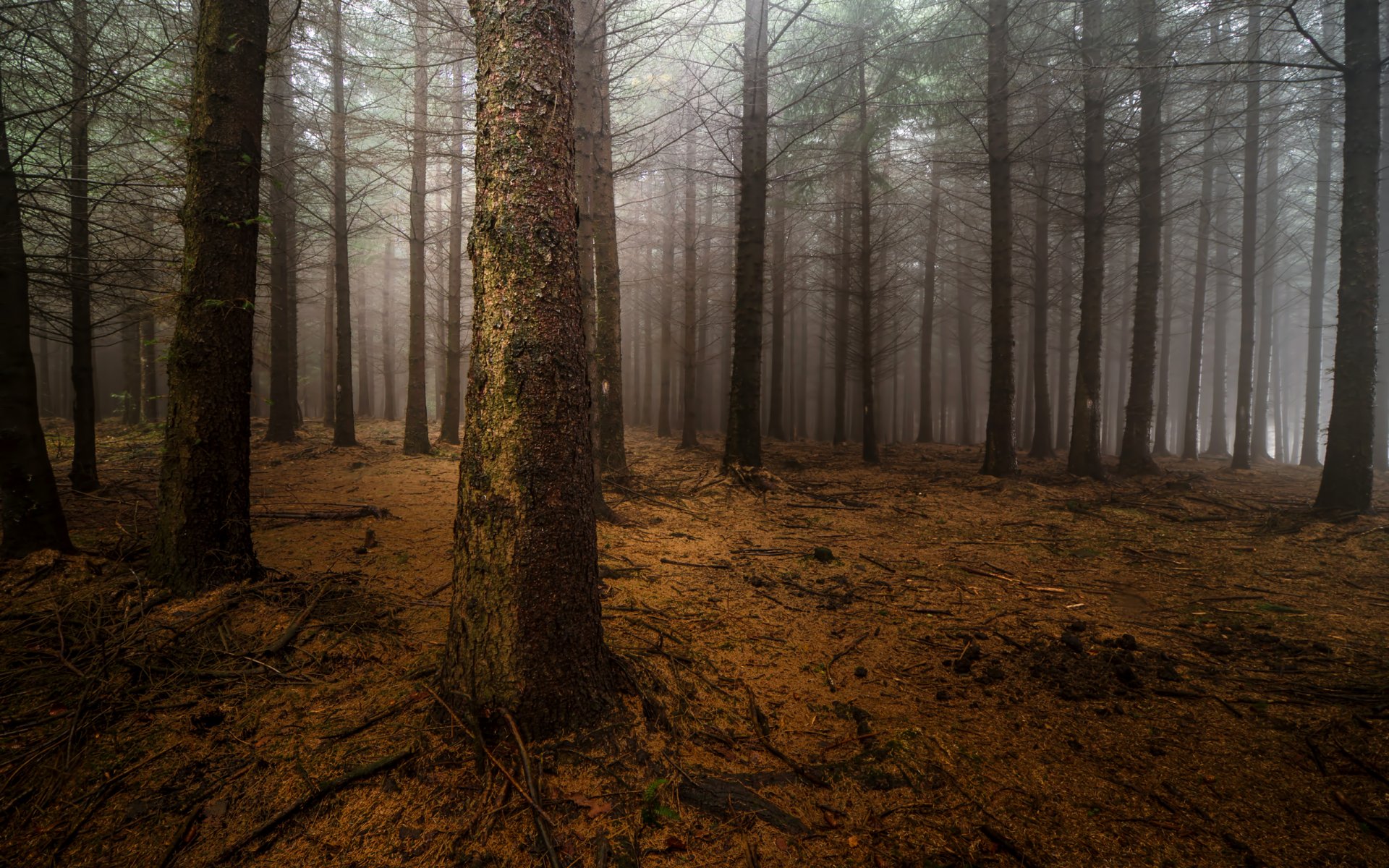 wald nebel kiefern stämme nacht