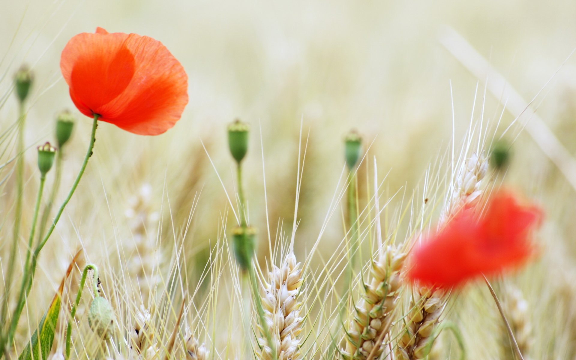 poppies summer the field