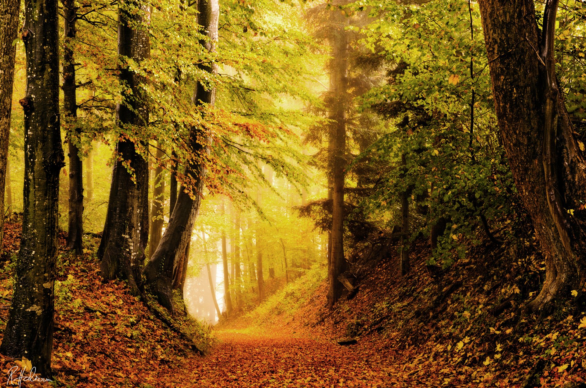 nature forest autumn brightness foliage