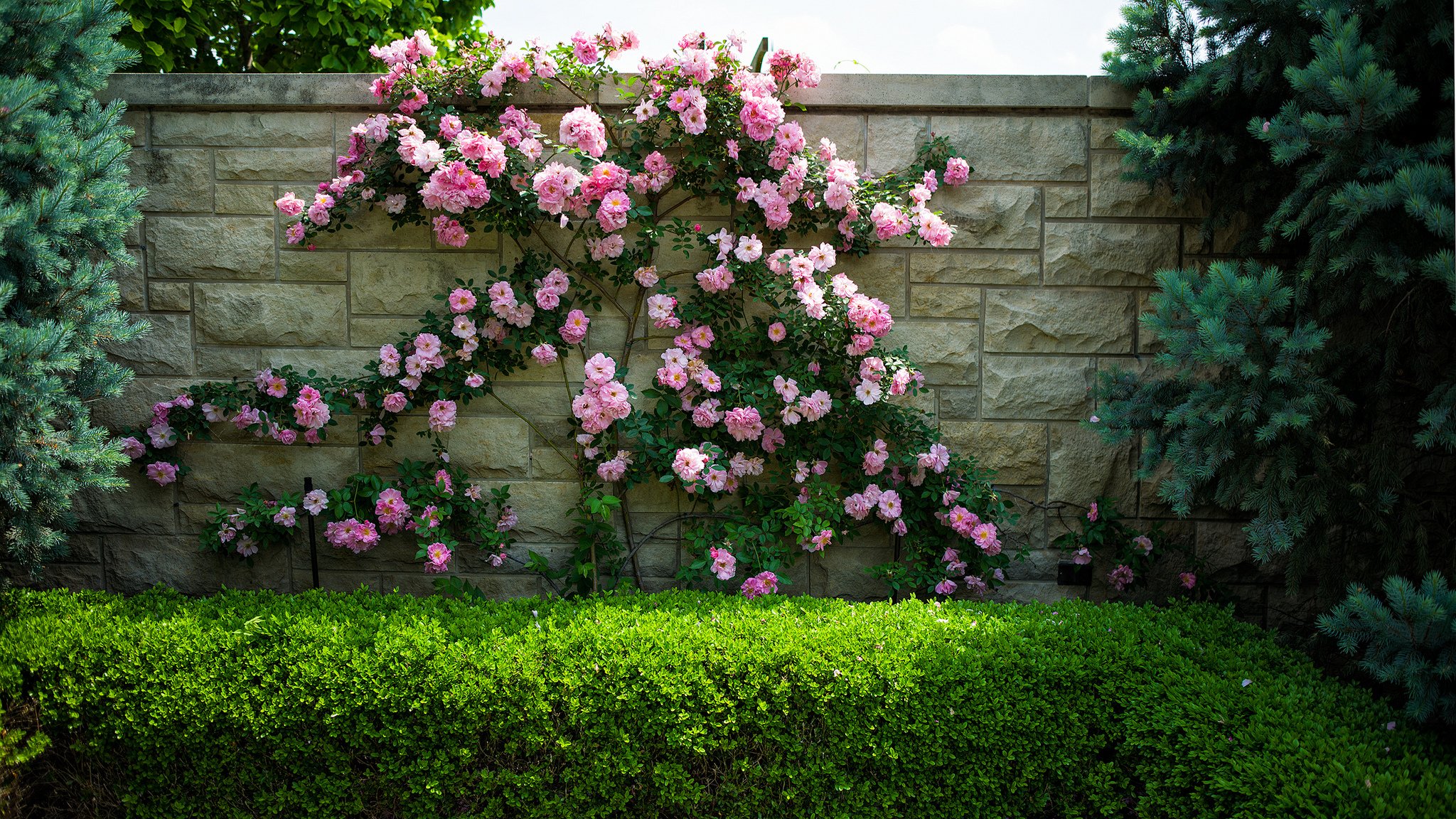 fleurs roses buissons mur