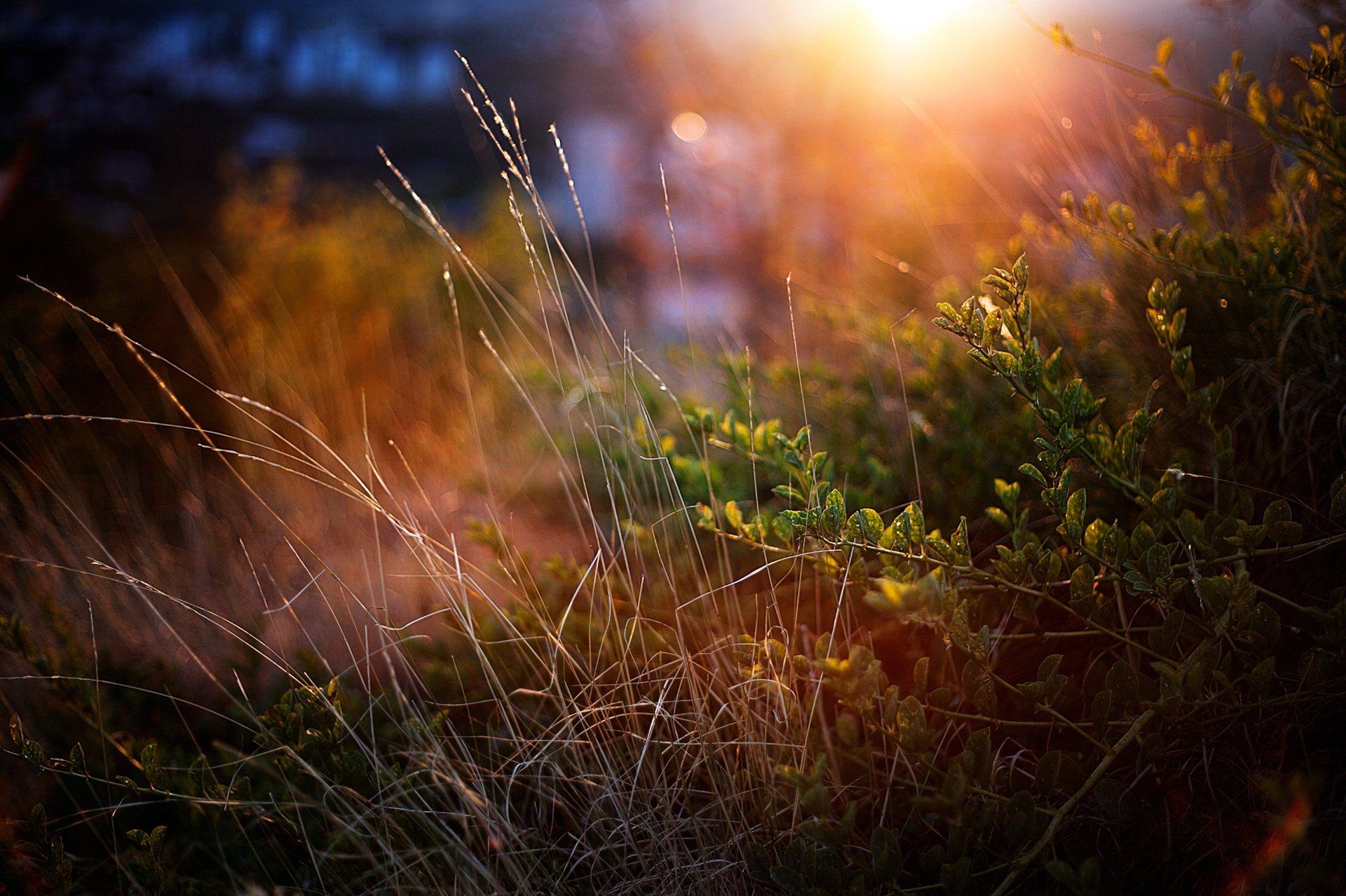 gras büsche grüns makro sonnenuntergang