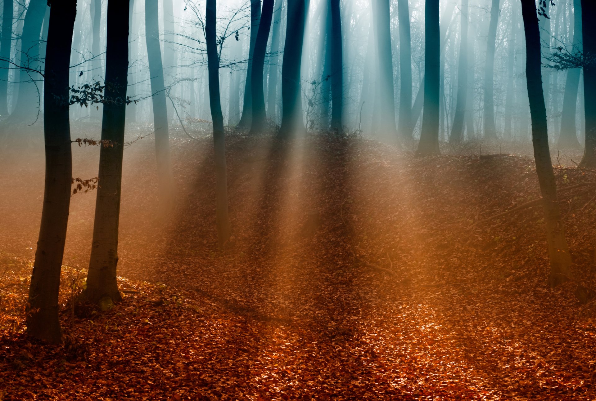 foresta alberi rami foglie autunno nebbia luce