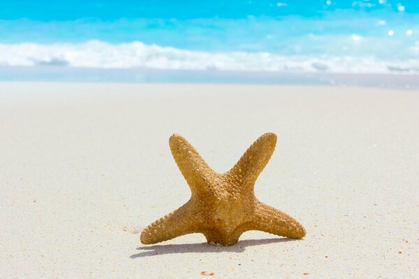 Étoile de mer avec un rayon creusé dans le sable