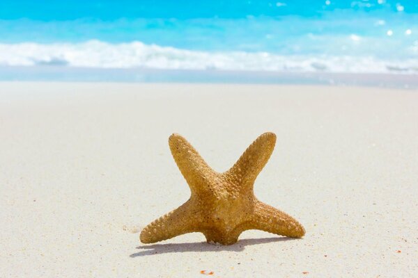 Stella marina con un raggio scavato nella sabbia