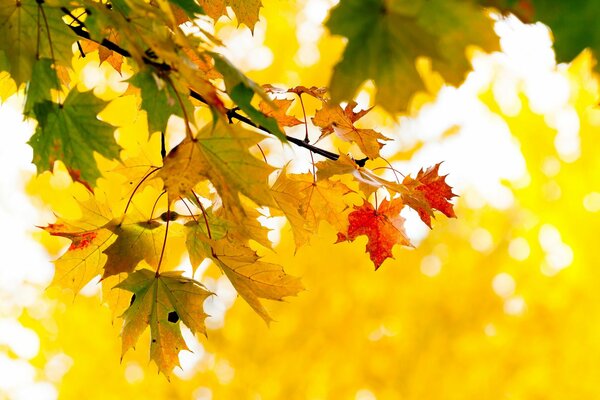 Żółte liście klonu w jesiennym parku