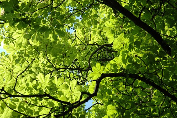 Fogliame di castagno verde denso