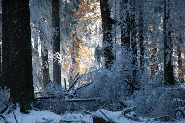 Forest windfall, dusted with snow