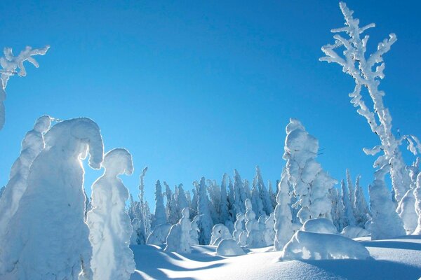 Quivering, trees in the snow