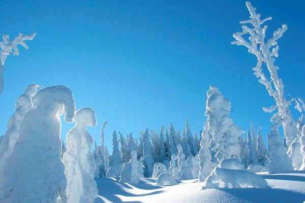 Alcim, árboles en la nieve