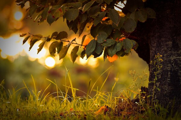 Macro photo of leaves in the grass with sun glare