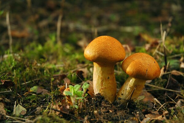 Colori della natura : fungo bianco e agarico di Mosca