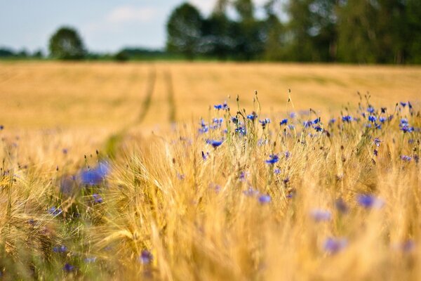 Blooming cornflowers in the middle of wheat ears