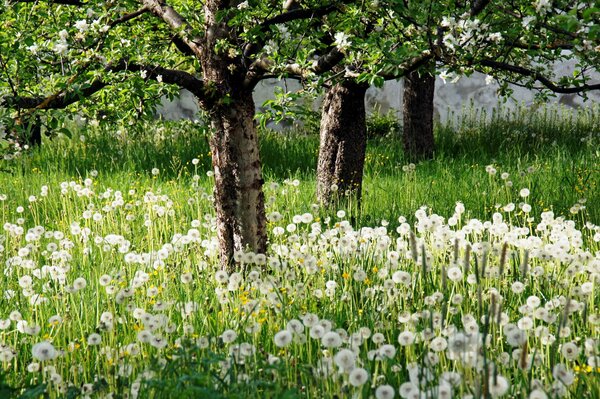 Gartenlandschaft mit Bäumen und Löwenzahn