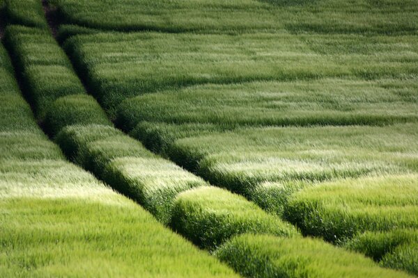 Ein grünes Feld und zwei gepflasterte Wege