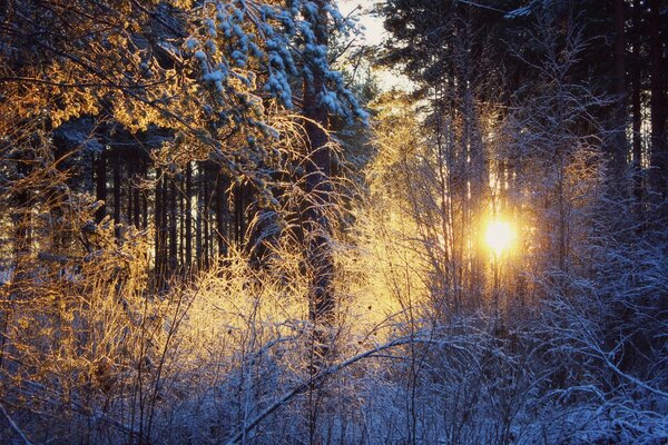 Winter forest at sunset