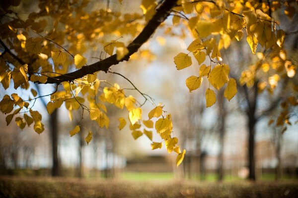 Autumn nature, yellow leaves on a branch