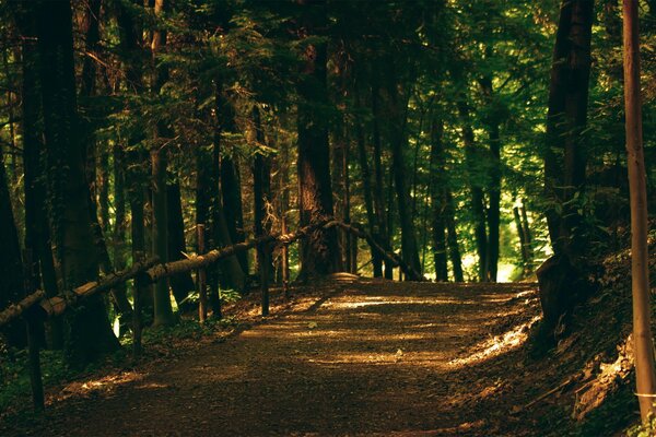 Journée d été dans la forêt