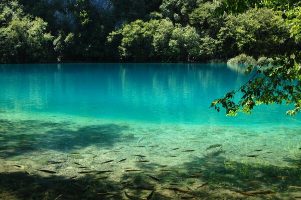 Árboles exuberantes en el reflejo del agua pura