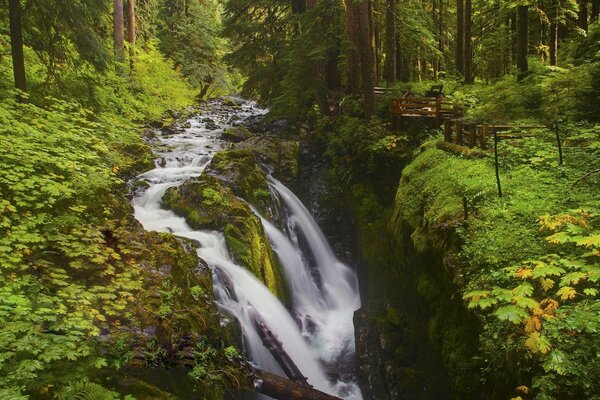 Cascada en el bosque verde de verano