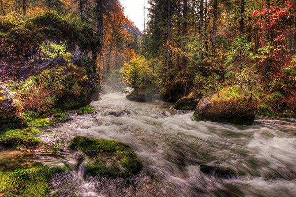 Un fiume tempestoso nel mezzo di una foresta autunnale