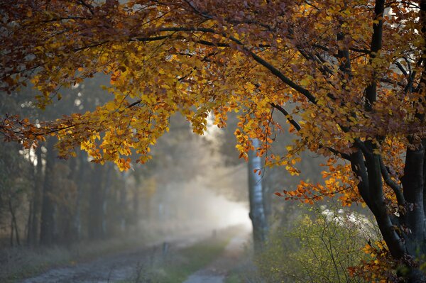 El árbol rojo de otoño cuelga sobre la carretera