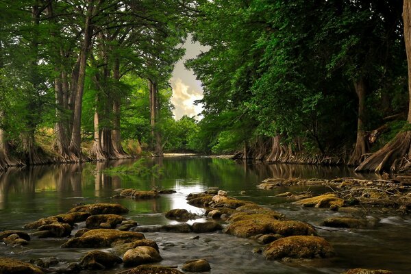 Fiume della foresta in un giorno d estate