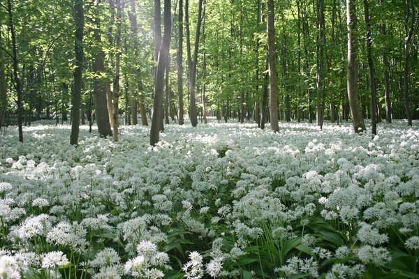 Blanco como la nieve claro de flores en el bosque