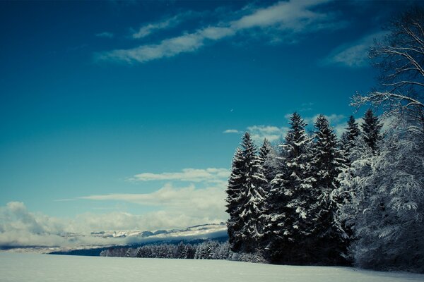 Wald im Schnee an einem klaren Wintertag