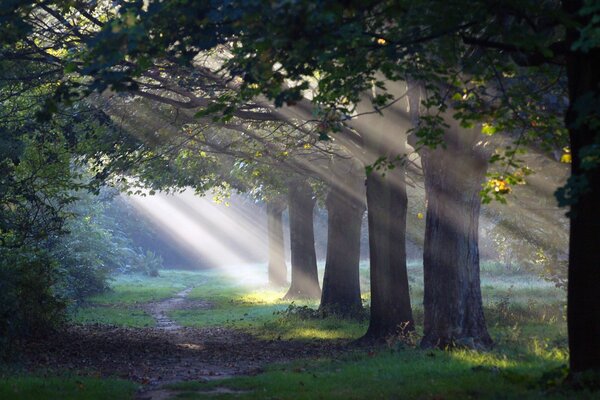 Erstaunlicher Morgensonnenstrahl im Wald