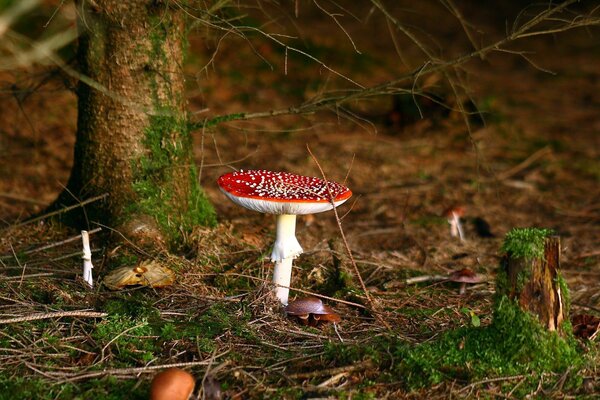 Autunno. Amanita tra il fogliame e dietro di esso un albero