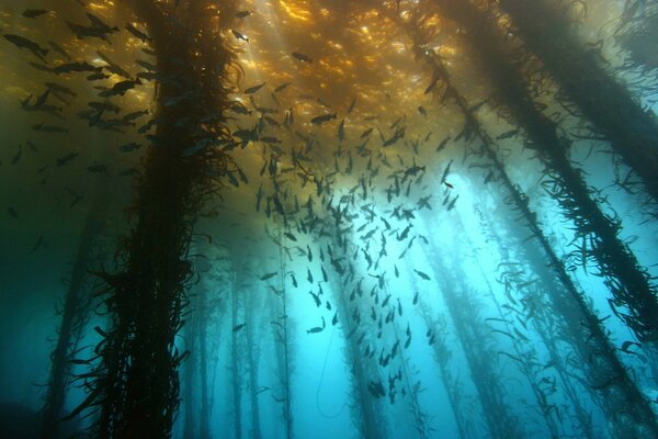 Misterioso mundo submarino con peces y algas