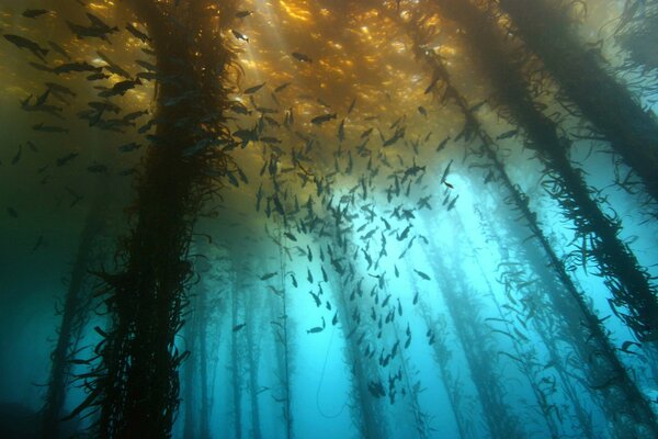 Un monde sous-marin mystérieux avec des poissons et des algues