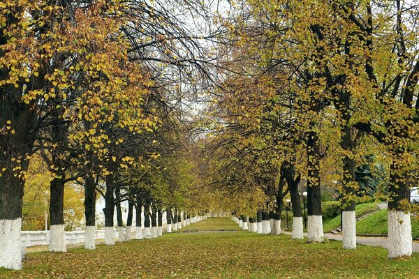 Autumn nature. Trees in the park