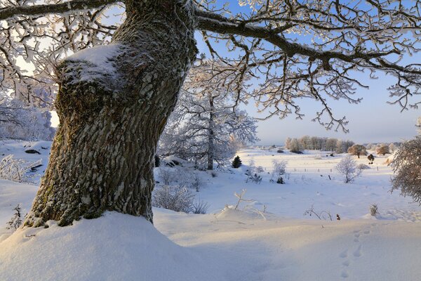 Деревья укутанные швейцарским снегом