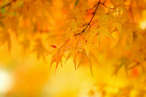 Hojas de arce amarillo en el árbol