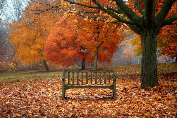 Eine einsame Bank inmitten eines Herbstlaubfalls