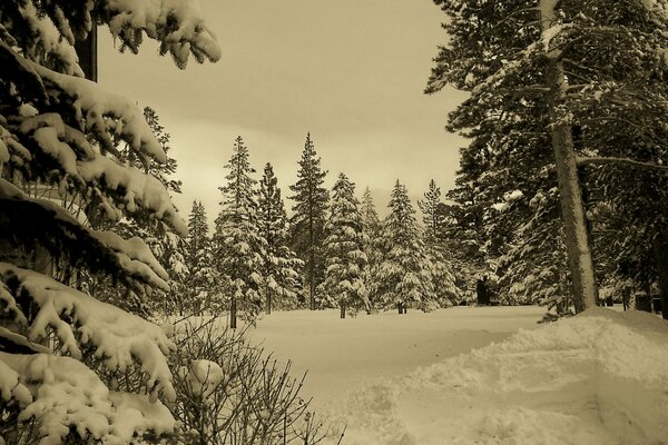 Photoraphie de la forêt enneigée d hiver