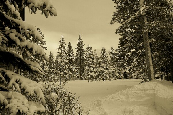 Fotografia della foresta di neve invernale