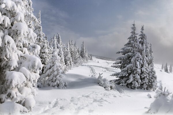 Wanderwege im verschneiten Wald. Winter