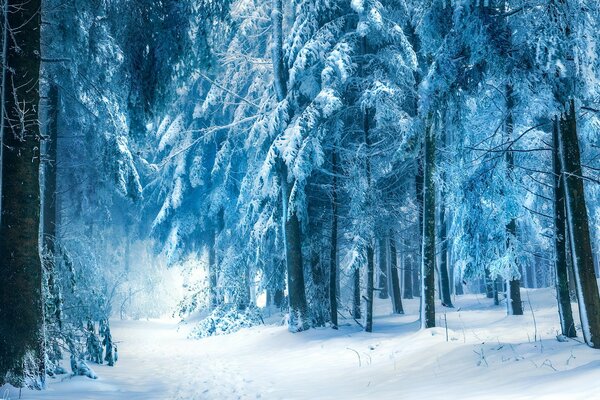 Forêt d hiver yeux envoûtants