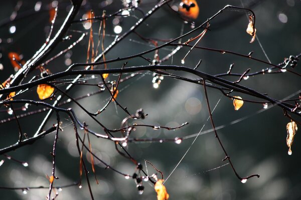 Automne goutte de pluie