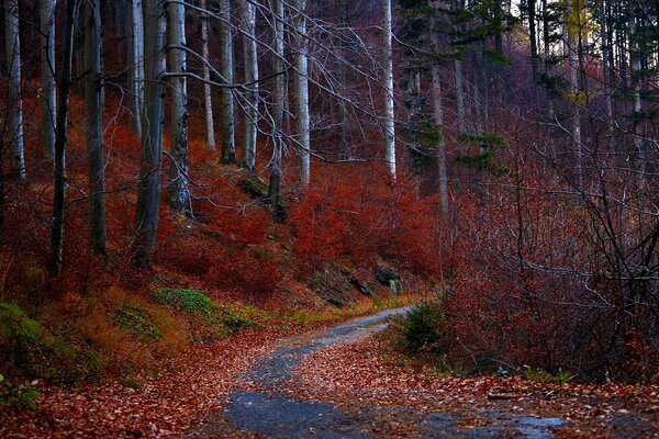 Route rouquine sinueuse d automne