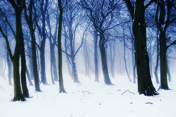 Mgła pokryła zimowy zaśnieżony Las, ukrywając drzewa