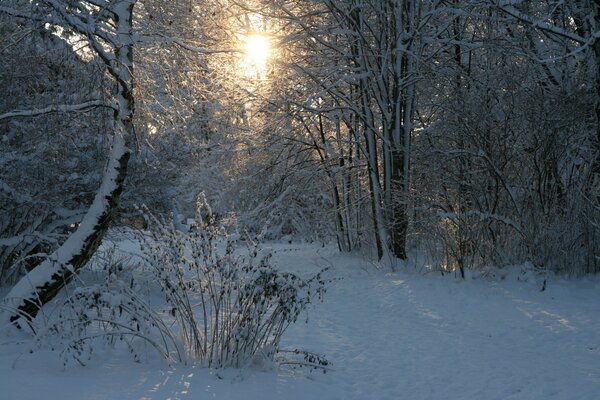 Słońce przebija się przez promienie w śnieżny las