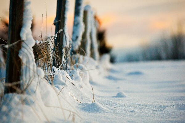 Makroaufnahme der Winterruhe