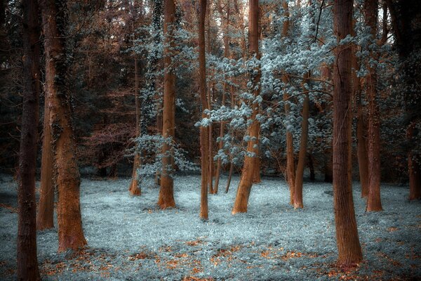 Magical pine forest landscape