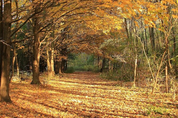 Caduta delle foglie d autunno nella foresta