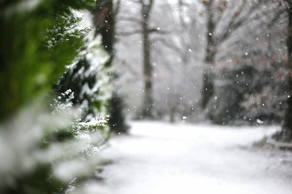 Macro photo of thuja in the winter forest