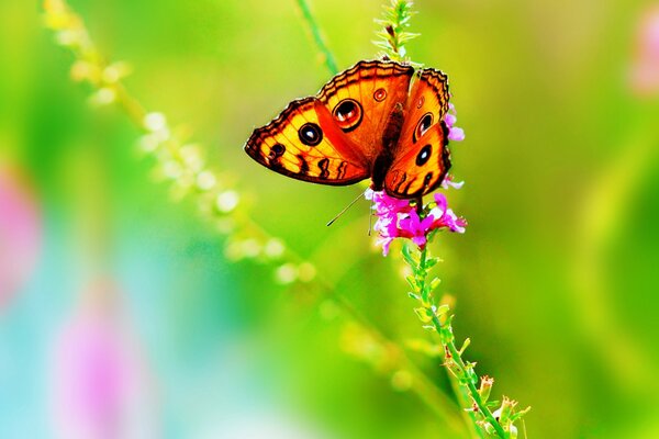In der Natur sind helle Farben und schöne Schmetterlinge