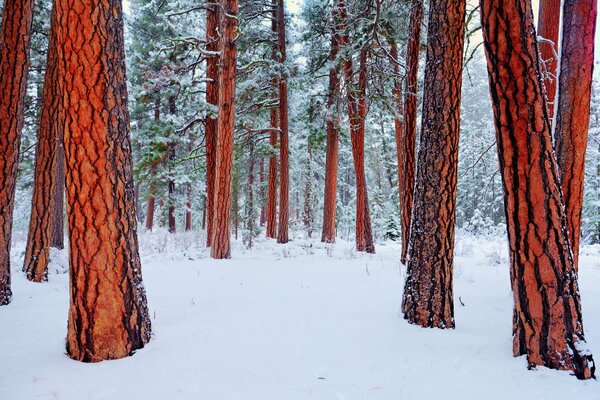 Zimowy zaśnieżony las z wysokimi sosnami